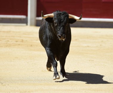 bullring İspanyol boğa