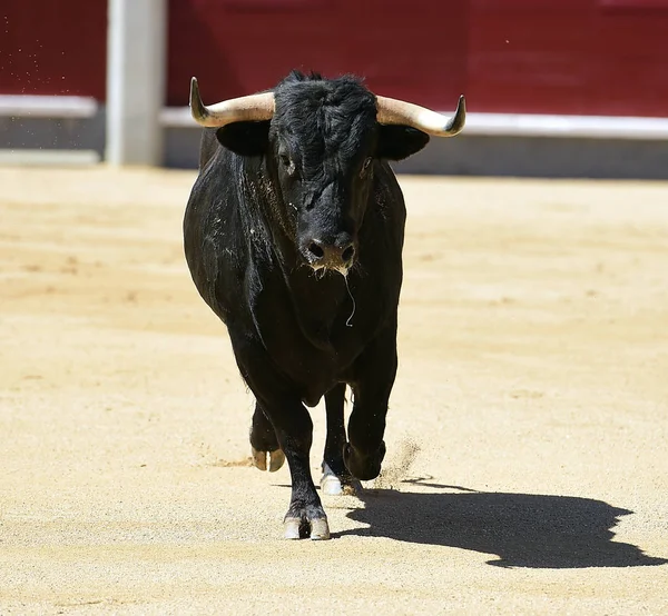 Stor Tjur Spanien — Stockfoto