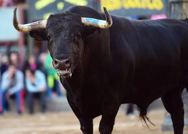 スペインの大きな牛 — ストック写真