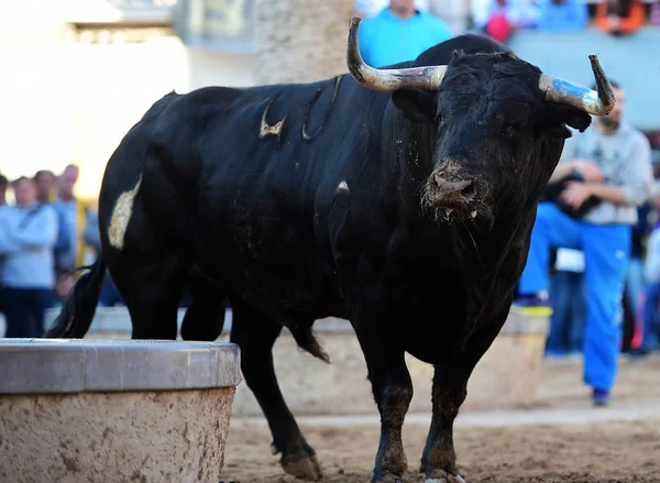 Velký Býk Španělsku — Stock fotografie
