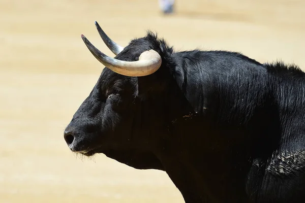 Grande Touro Espanha — Fotografia de Stock