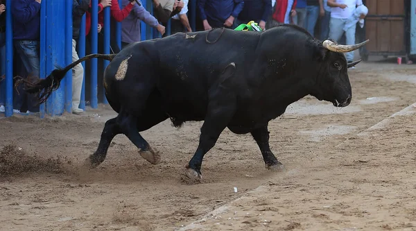 Bullring Spanyol Boğa — Stok fotoğraf