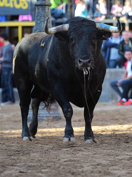 Toro Español Plaza Toros —  Fotos de Stock