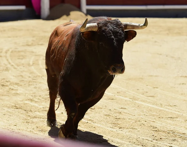 闘牛場ではスペイン牛 — ストック写真