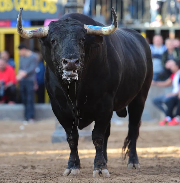 Touro Espanhol Tournée — Fotografia de Stock