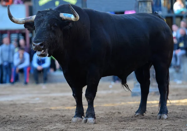 Toro Español Plaza Toros —  Fotos de Stock