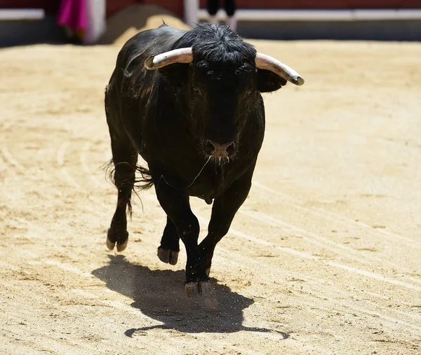 Taureau Espagnol Arène — Photo