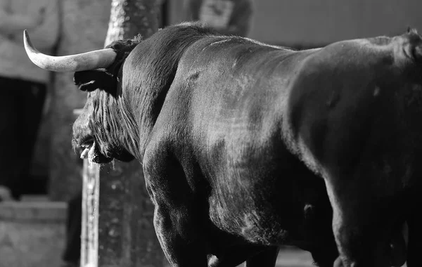 Spanish Bull Bullring — Stock Photo, Image