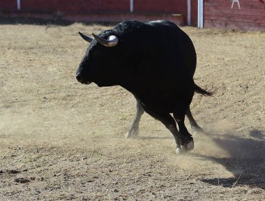 İspanya siyah boğa