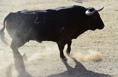 İspanya siyah boğa