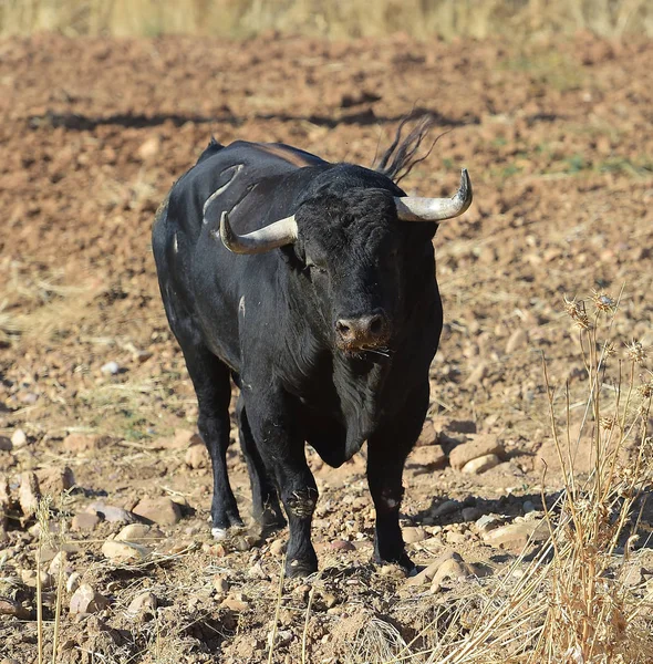 Tjuren Spanien Med Stora Horn — Stockfoto