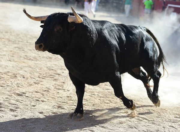 Toro España Con Cuernos Grandes —  Fotos de Stock