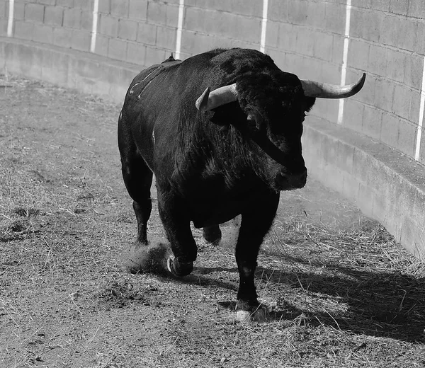 Bulle Spanien Mit Großen Hörnern — Stockfoto