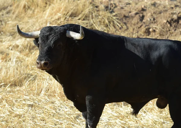 Taureau Espagne Avec Grandes Cornes — Photo