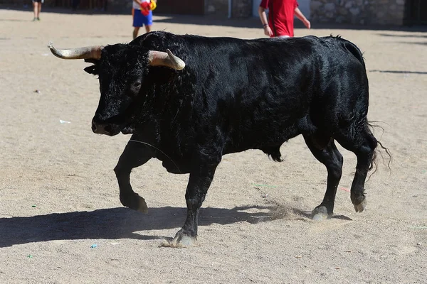 Toro Spagna Con Grandi Corna — Foto Stock