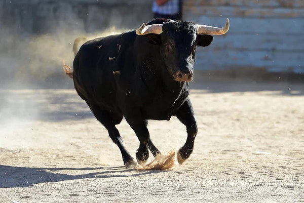 Touro Preto Espanha — Fotografia de Stock