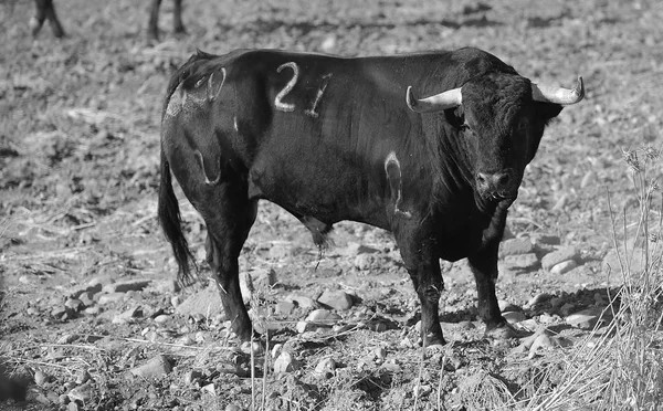 Toro Nero Spagna — Foto Stock