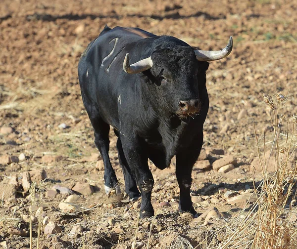 Toro Nero Spagna — Foto Stock