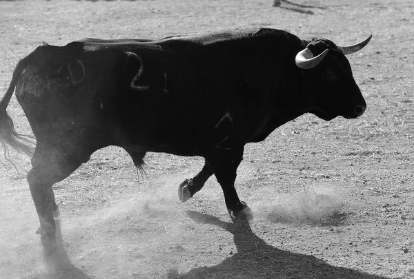 Schwarzer Bulle Spanien — Stockfoto