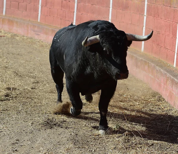 Touro Preto Espanha — Fotografia de Stock