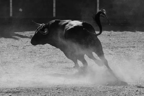 Schwarzer Bulle Spanien — Stockfoto