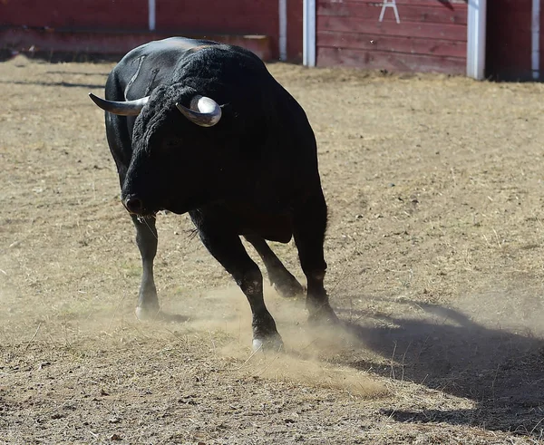 Touro Preto Espanha — Fotografia de Stock