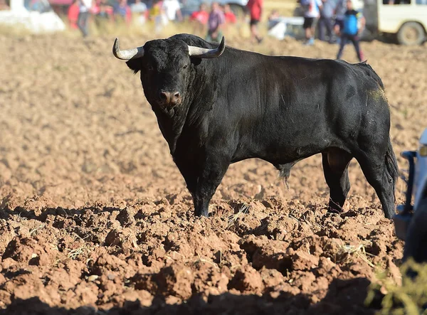 Spanish Fighting Bull Spain — Stock Photo, Image