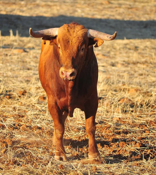 Spanish Fighting Bull Spain — Stock Photo, Image