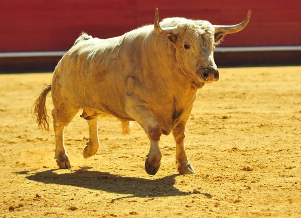 Espanhol Touro Lutando Espanha — Fotografia de Stock