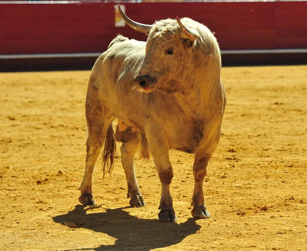 Toro Combate Español España — Foto de Stock