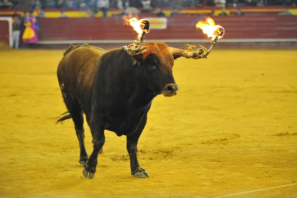 Toro Combate Español España — Foto de Stock