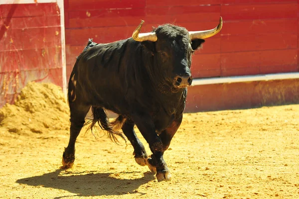 Espanhol Touro Lutando Espanha — Fotografia de Stock