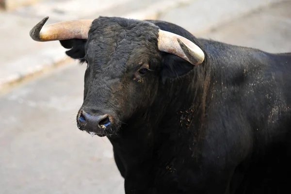 Spanska Kämpar Tjur Spanien — Stockfoto