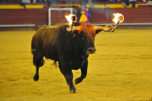 Toro Combate Español España — Foto de Stock