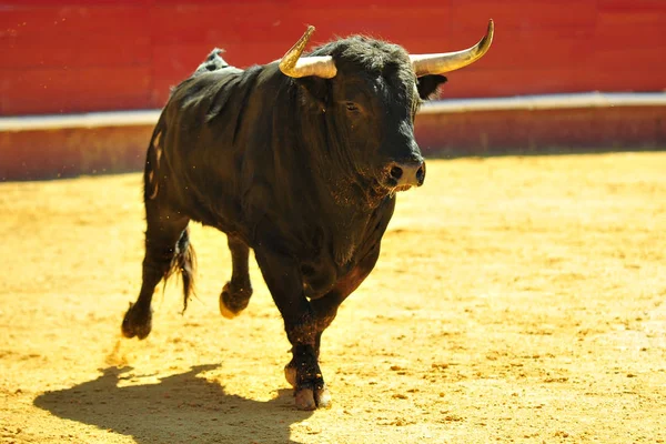 Spaanse Stier Spanje — Stockfoto