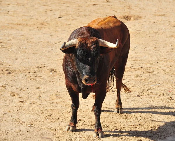 Spanischer Kampfstier Spanien — Stockfoto