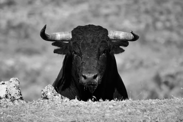 Touro Espanha Correndo Touros — Fotografia de Stock