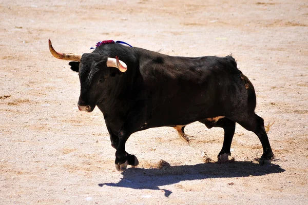 Arena Içinde Çalışan Spanya Boğa — Stok fotoğraf