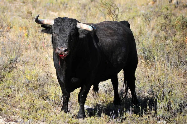 Taureau Espagne Courir Dans Les Arènes — Photo