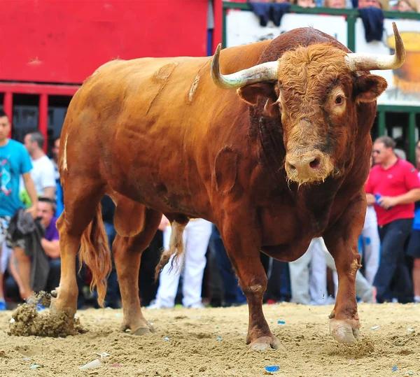 Touro Espanha Correndo Touros — Fotografia de Stock