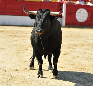 İspanya'ile büyük boynuzları boğa