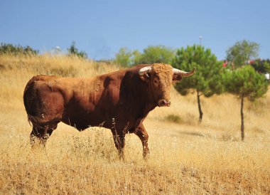 İspanya büyük boğa