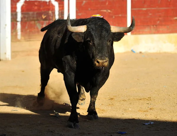 Touro Espanha Correndo Touros — Fotografia de Stock