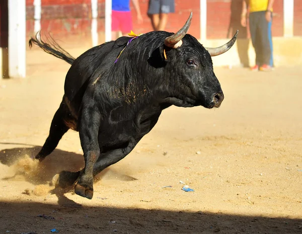 在西班牙的公牛跑在斗牛 — 图库照片