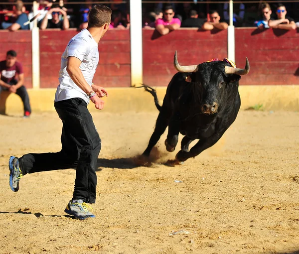 Taureau Espagne Courir Dans Les Arènes — Photo