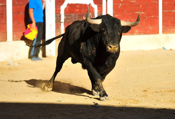 Touro Espanha Correndo Touros — Fotografia de Stock