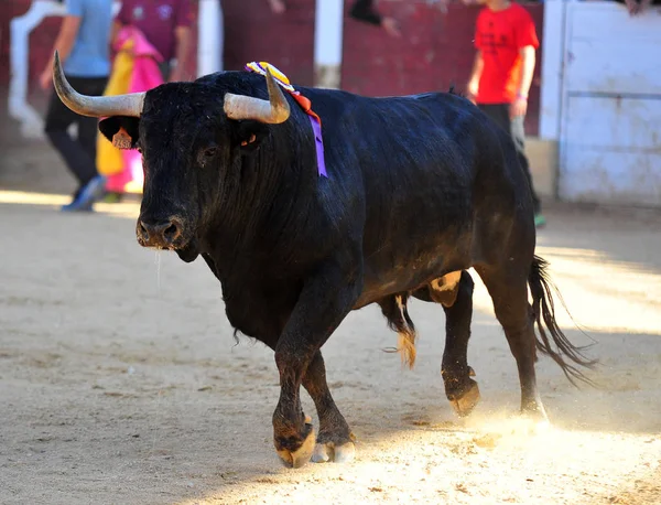 Toro España Corriendo Plaza Toros —  Fotos de Stock