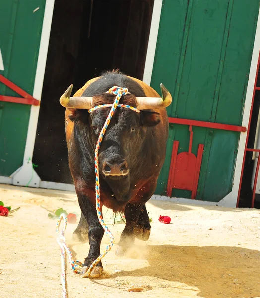 Bull Španělsku Velké Parohy — Stock fotografie