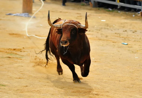 Bull Španělsku Velké Parohy — Stock fotografie