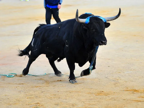 Touro Espanha Com Chifres Grandes — Fotografia de Stock